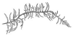 Hylocomium splendens, habit. Drawn from B.H. Macmillan 92/62, CHR 482420.
 Image: R.C. Wagstaff © Landcare Research 2014 